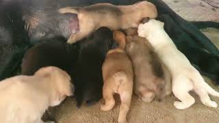 Lovely dog drink milk #dog