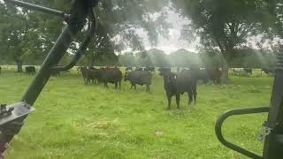 Young Fall Calving, Crossbred Cows bred to Angus Bulls
