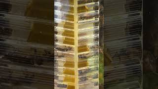 Are they eating the honey or putting in storage?? #bee