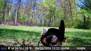 Grow It and They Will Come: Trail Cam HIGHLIGHTS 5.7.26