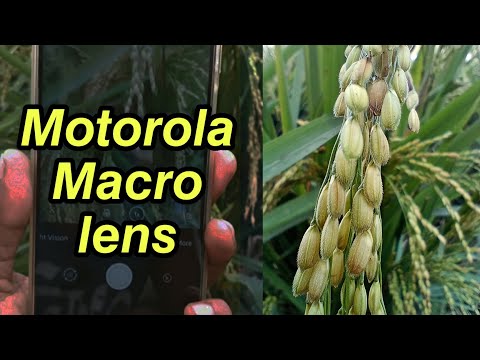 Motorola macro camera setting / Motorola macro photoshoot