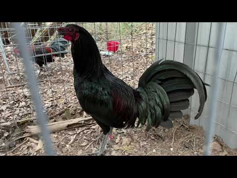 1/2 Bobby Jones Mcrae  1/2 Half Leiper