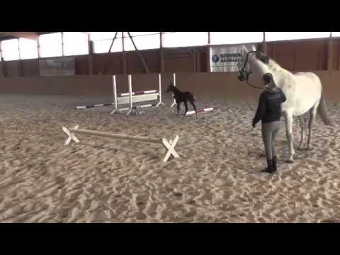 Hengstfohlen von Cascadello I geb. 29.03.13