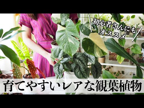 フロリバンダ「マキシ ヴィータ」 植物