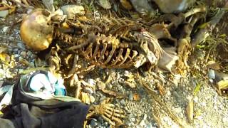 Panama jungle de donky ... jungal vich ek munde di dead body