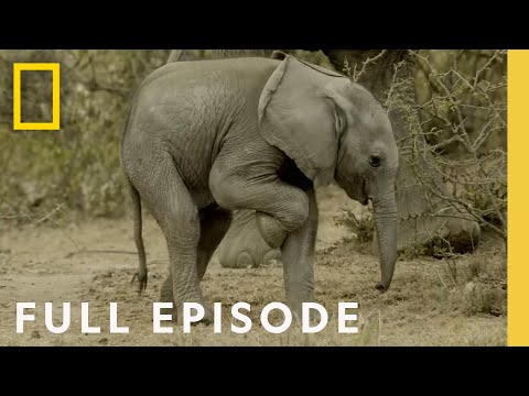 Follow an elephant calf in its first year of life (Full Episode) Happy Baby Elephant | Little Giant