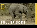 Follow An Elephant Calf In Its First Year Of Life Full Episode Happy Baby Elephant Little Giant