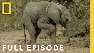 Download lagu Follow an elephant calf in its first year of life (Full Episode) Happy Baby Elephant | Little Giant mp3 Download lagu Follow an elephant calf in its first year of life (Full Episode) Happy Baby Elephant | Little Giant mp3