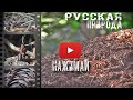 Муравьи и муравейник 