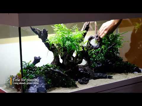 Minimalist Forest Aquascape, No Co2 - 180 L