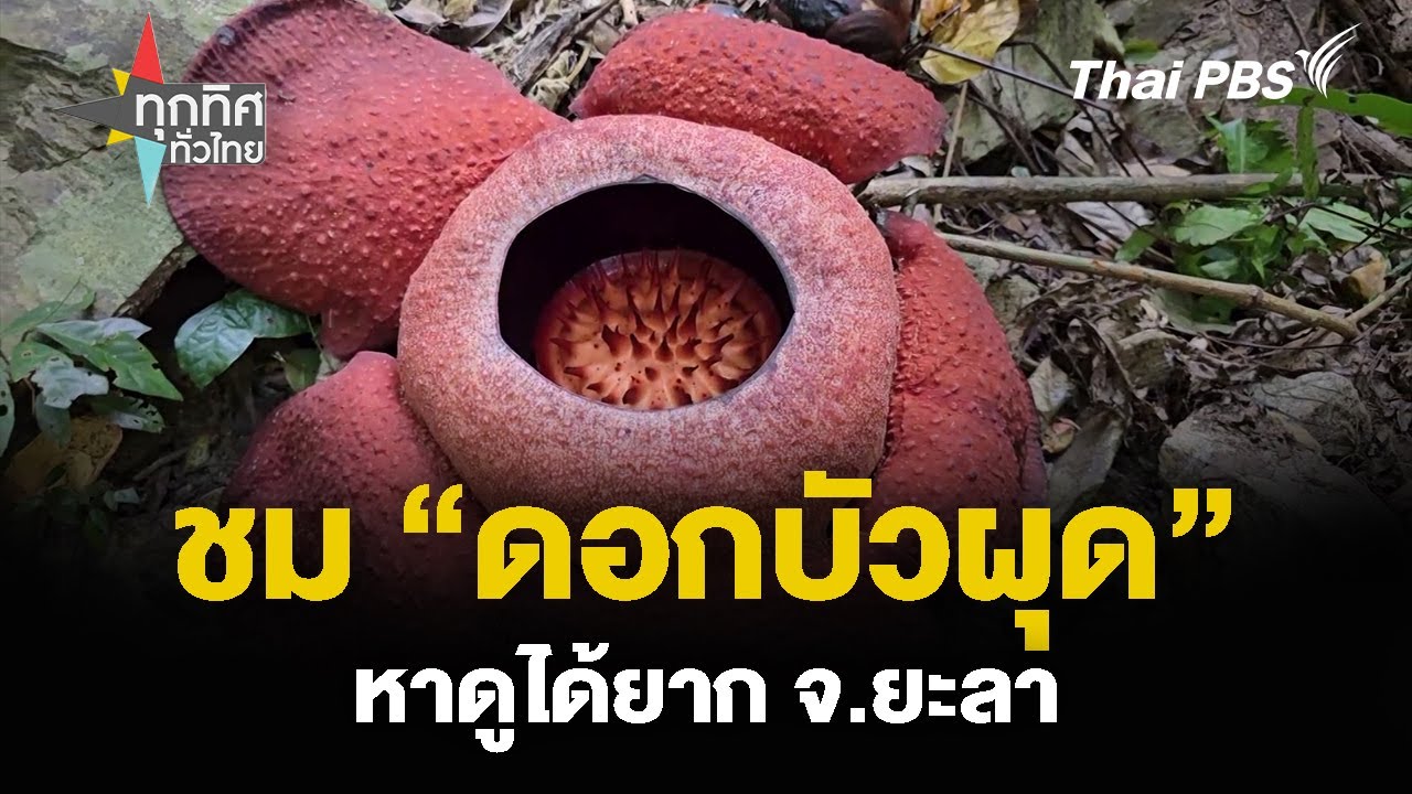 แหล่งบัวผุด