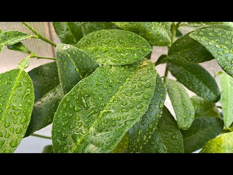 Odc. 184 - Przyszła jesień.  Kiedy chować cytrusy?