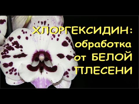 Белая ПЛЕСЕНЬ на ОРХИДЕЕ:обработка ХЛОРГЕКСИДИНОМ