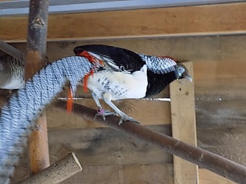 bażanty diamentowe, jak się samiec zmieniał przez cały rok, diamond pheasant as it changed