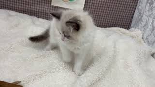 ラグドールの動画01