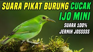 Download lagu Suara Pikat Burung Cucak Ijo Mini Dijamin Ampuh | Suara Pikat Cucak Ijo Mini Memanggil Lawan mp3