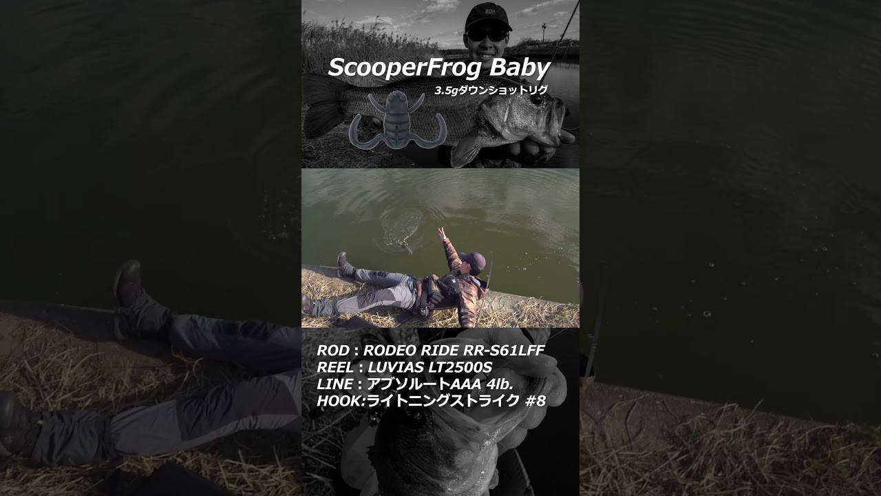 極寒期の喰い渋るバスに...スクーパーフロッグベイビーのリアクションダウンショットリグ！#shorts  #bottomup #ボトムアップ  #霞ヶ浦水系  #バス釣り #鈴木翔