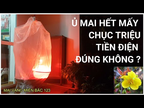 🔴 QBS2160 - HOW MUCH ELECTRICITY DOES IT COST TO PRESERVE YELLOW APRICOT BLOSSOMS ||TIME TO PRESE...