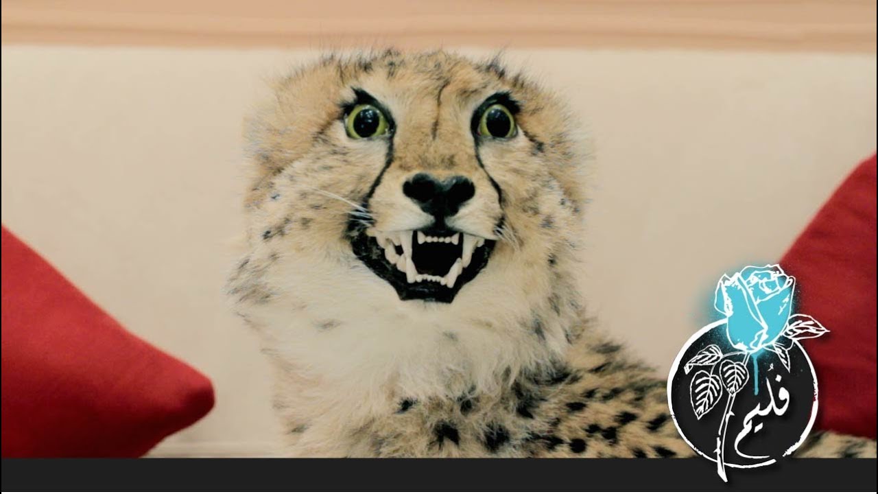 فليم  - جرح الفهد | Folaim - Cheetah wound