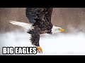 Best Eagle Attacks; World's Largest and Deadliest ...