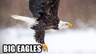 Best Eagle Attacks; World's Largest and Deadliest, Part 2, Bald and Golden Eagles!