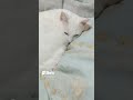 White Van Kedisi Cat Having Those Eyes That Trapped Us Shorts Cat