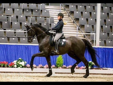 MARACANA von Millennium / Lord Loxley (Training Sporttest Verden 2019)