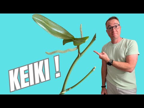 Potting Up an Orchid Keiki