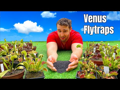 Planting 300 Venus Flytrap Seeds
