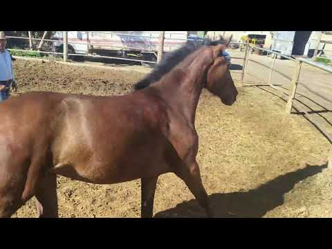 Pastora Andalusier Lusi Stute5