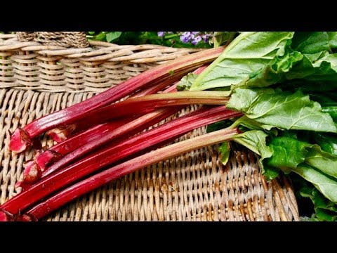, title : '6 Amazing Health Benefits Of Rhubarb'