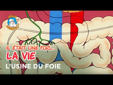 Il était une fois… la Vie 🌱- L'usine du foie 🧑‍🏭