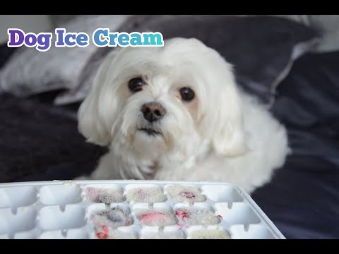 Neyla Eats Dog Ice Cream [With DIY Recipe]
