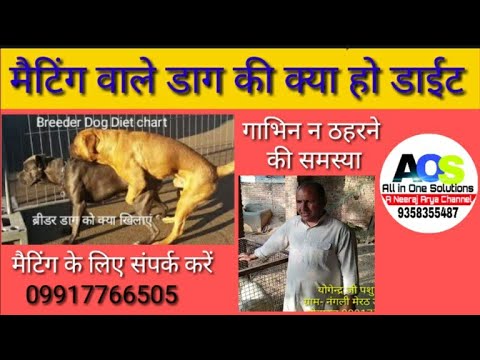 Breeder Dog Diet chart ब्रीडर डाग डाइट full Diet and more repeat breeding problem