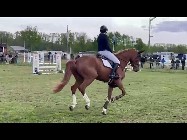 Utah vd Pitsemburg (Ermitage Kalone x Nonstop)