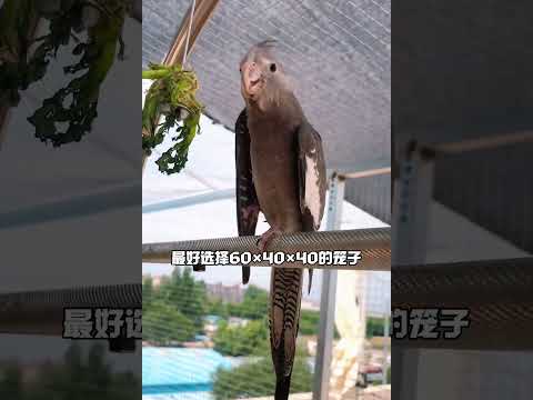 宗棲梧桐鸚鵡