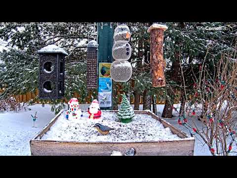 Red-breasted Nuthatches Hitch A Ride On Snowy Feeders – Dec. 23, 2021