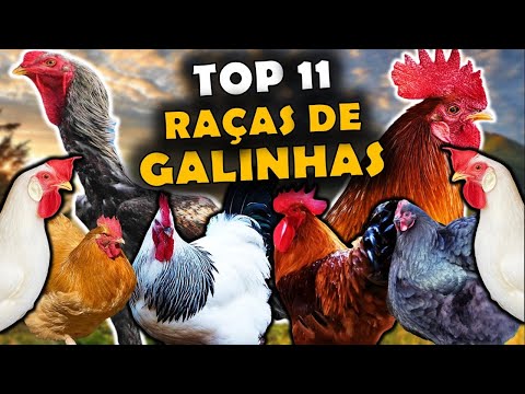 The 11 Main Chicken Breeds in Brazil - Chicken Breeds Used in Brazil