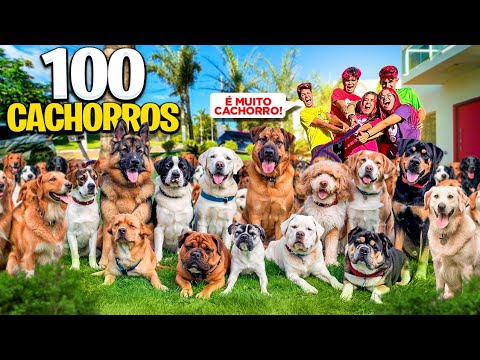 CUIDAMOS DE 100 CACHORROS POR 24 HORAS *Adotamos todos ?