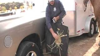 Feeding Horses off a trailer - Horse Hay bag tip - Rick Gore Horsemanship
