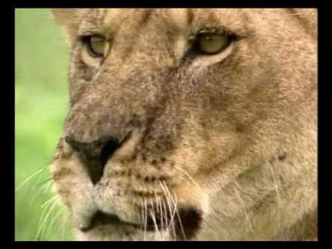 Disturbed - The Animal (Animal Soul/Predator Music Video)
