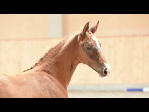 Holsteiner Fohlenauktion 2016 in Behrendorf - Nr. 26 v. Dinken - Coriano