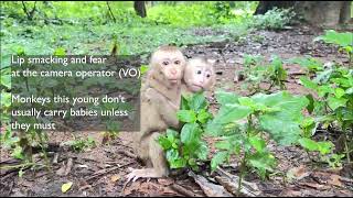 Abandoned monkeys- what happens when social media 