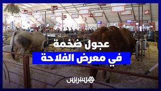 بعضها يناهز طنين.. عجول ضخمة تؤثث معرض الفلاحة الدولي في مكناس thumbnail
