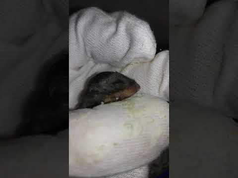 White Footed Mice Rehab 5- Feeding