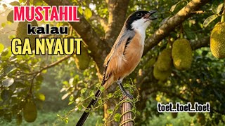 Download lagu toet toet suara cendet gacor PAGI SIANG SORE sangat efektif buat Pancingan cendet diam agr cpt bunyi mp3