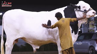 Surti Cattle Farm 2021 Full Collection  AR Maani