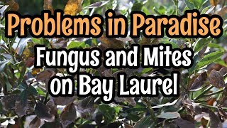Problems in Paradise- Fungus and Mite Infestation on Bay Laurel Leaves