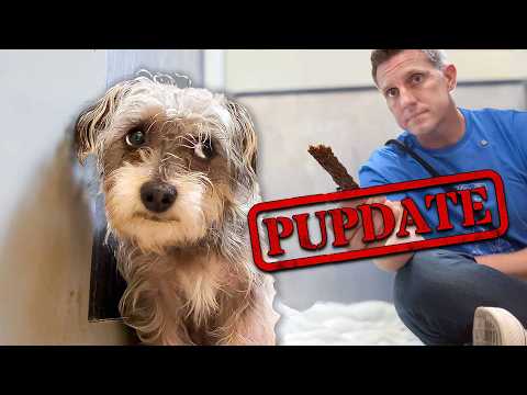 Deciding what's Next for this Little Guy that Can't Stop Shaking 🥺