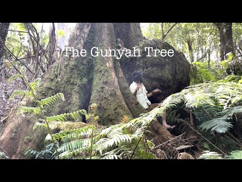 Garlo's Gippsland: Finding the Gunyah Tree in the Strzelecki Ranges of Gippsland